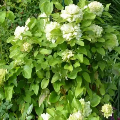 Клематис КОХАНА в Жлобине