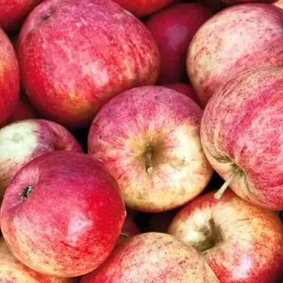 Яблоня ШТРИФЕЛЬ в Жлобине