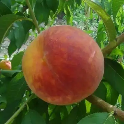 Персик ВАЙН ГОЛД Т3 в Жлобине
