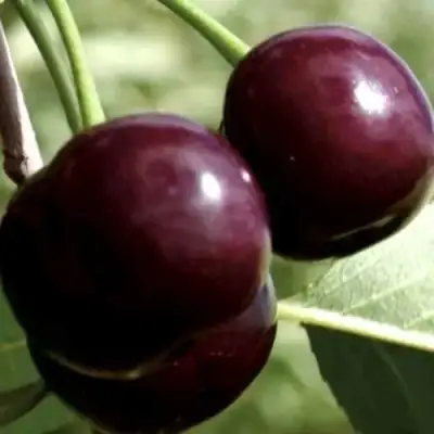 Дюк КСЕНИЯ (ЧЕРЕВИШНЯ) в Жлобине