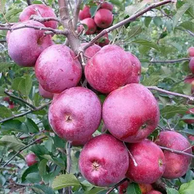 Яблоня ФЛОРИНА в Жлобине