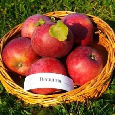 Яблоня ВЕСЯЛИНА в Жлобине