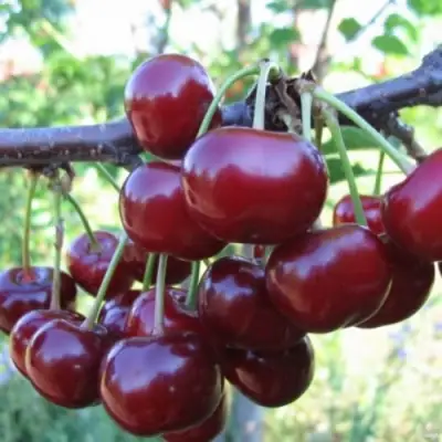 Вишня НОРД СТАР в Жлобине