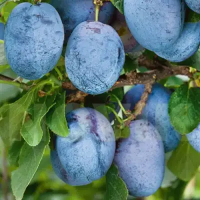 Слива ОДА в Жлобине