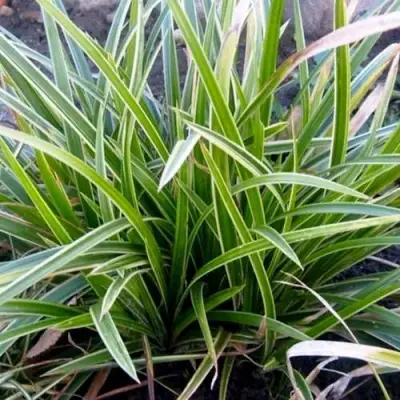 Осока МОРРОУ АЙС ДЭНС в Жлобине