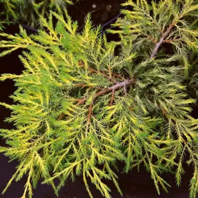 Можжевельник КИНГ ОФ СПРИНГ средний в Жлобине