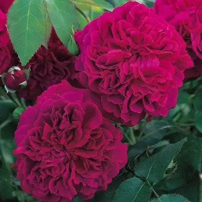 Роза ВИЛЬЯМ ШЕКСПИР английская в Жлобине