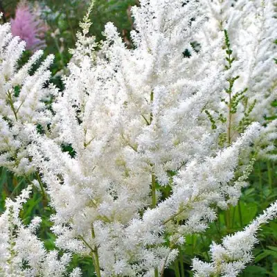 Астильба ДИАМАНТ Арендса в Жлобине