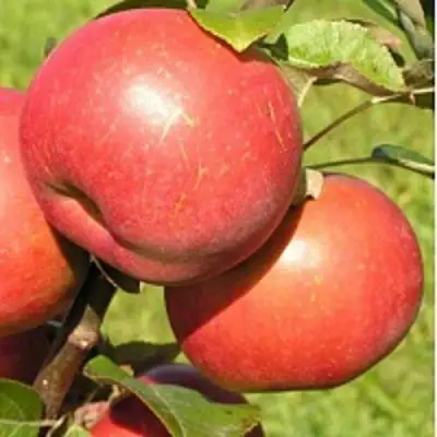 Яблоня РЕДКРАФТ в Жлобине