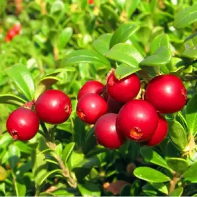 Брусника садовая РЕД ПЕРЛ в Жлобине