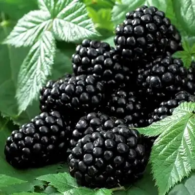 Ежевика БЛЭК БЬЮТИ в Жлобине