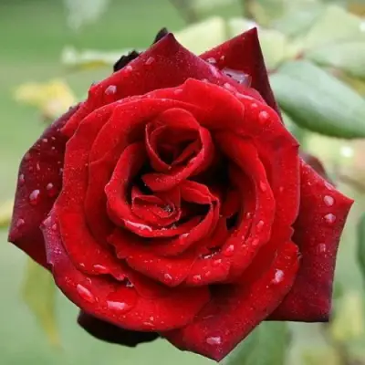 Роза ТАБУ чайно-гибридная в Жлобине