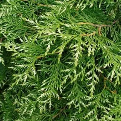 Туя СМАРАГД ВАРИЕГАТА западная в Жлобине