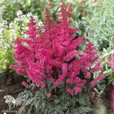 Астильба МУЛЕН РУЖ курчавая в Жлобине