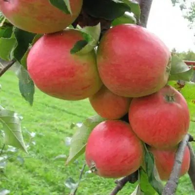 Яблоня ПИККОЛО в Жлобине