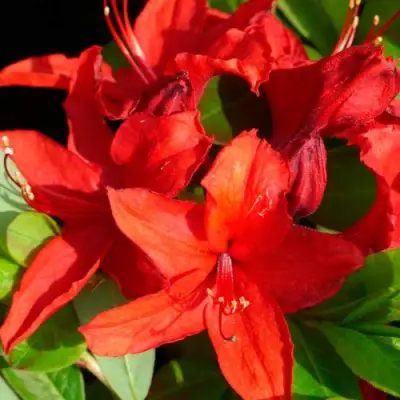 Азалия НАБУКО листопадная в Жлобине