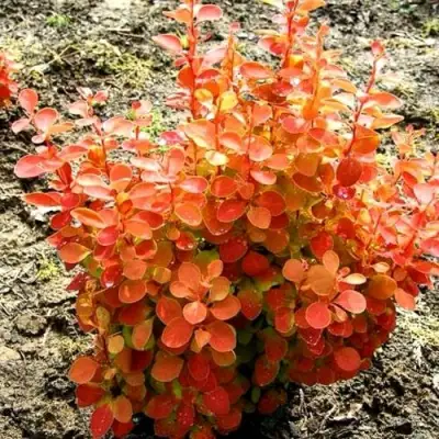 Барбарис ОРАНЖ ФАЙЕР тунберга в Жлобине