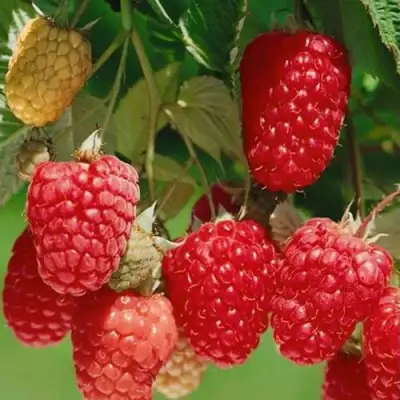 Малина ХИМБО-ТОП в Жлобине