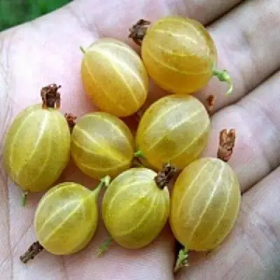 Крыжовник ЯРОВОЙ в Жлобине