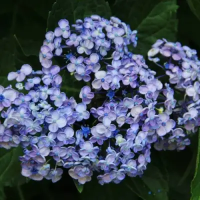 Гортензия АИША крупнолистная  в Жлобине