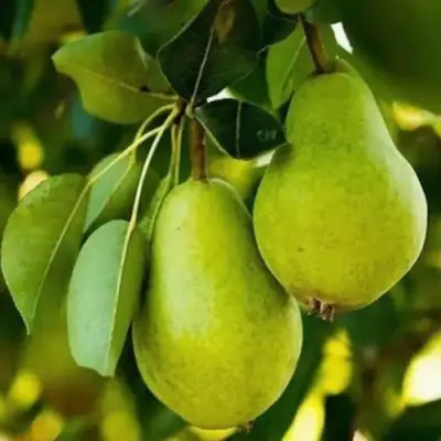 Груша СЕВЕРЯНКА колонновидная в Жлобине