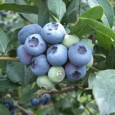 Голубика БЛЮЭТТА в Жлобине