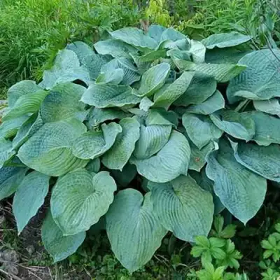 Хоста ЭЛЕГАНС Зибольда в Жлобине