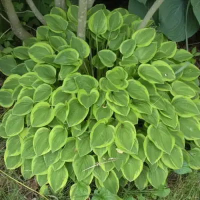 Хоста ГОЛДЕН ТИАРА в Жлобине