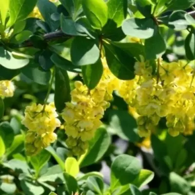 Барбарис ИНДИАН САММЕР  в Жлобине