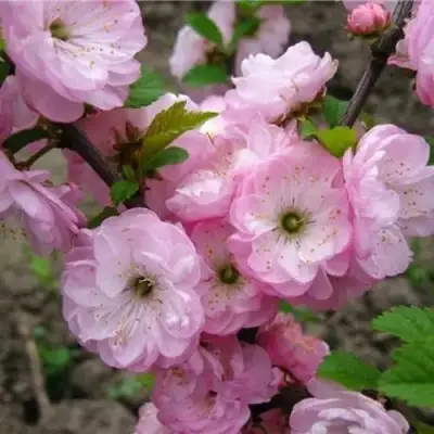 Миндаль ТРЁХЛОПАСТНЫЙ (луизеания) в Жлобине