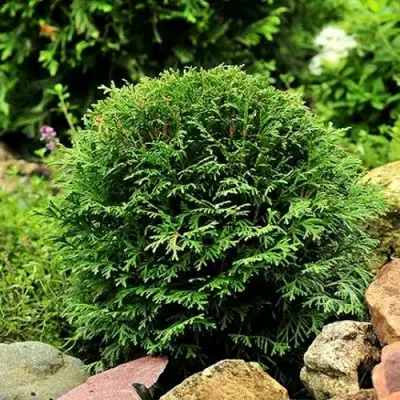 Туя ДАНИКА западная в Жлобине