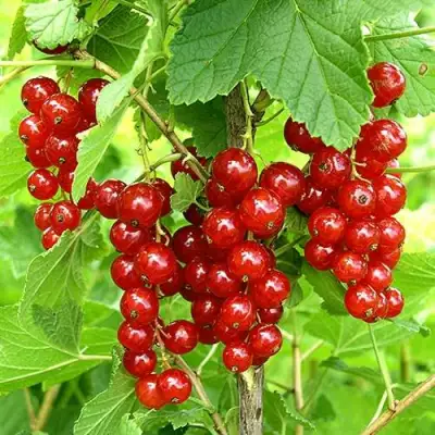 Смородина красная ФЕРТОДИ в Жлобине