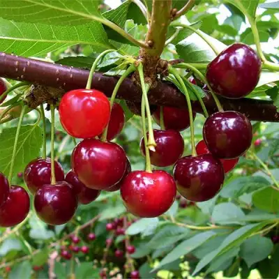 Вишня БРУСНИЦЫНА степная в Жлобине