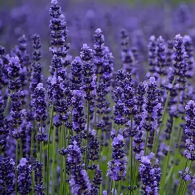 Лаванда МАНСТЕД узколистная в Жлобине