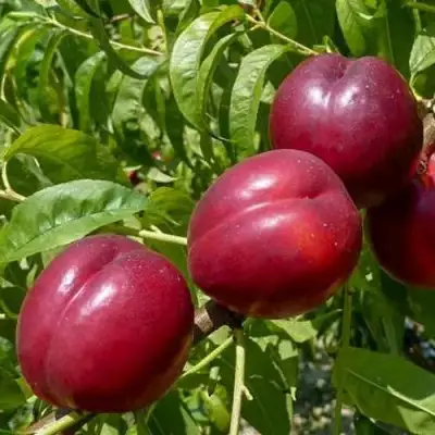 Нектарин БИГ-ТОП в Жлобине