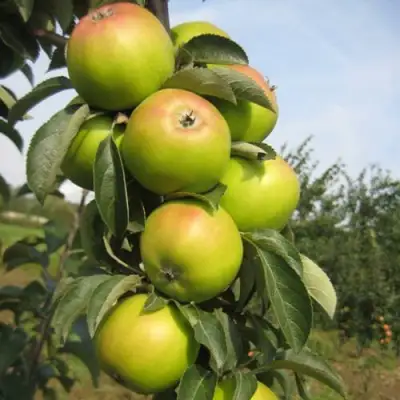 Яблоня ЛУКОМОР колонновидная в Жлобине