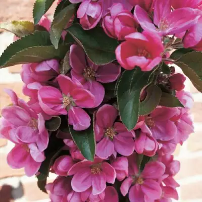 Яблоня ЗЕЛЁНЫЙ БУКЕТ декоративная в Жлобине