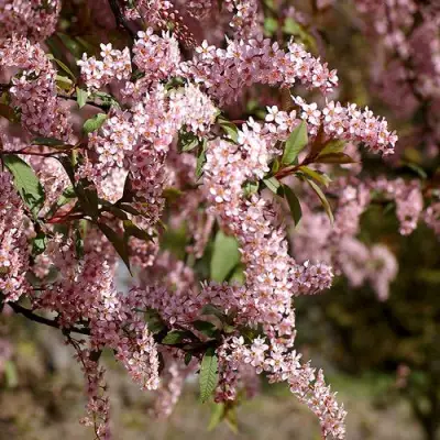 Черемуха НЕЖНОСТЬ в Жлобине