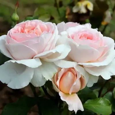 Роза АНДРЕ ЛЕ НОТР чайно-гибридная в Жлобине