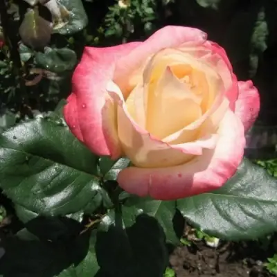 Роза БЕЛА ПЕРЛА чайно-гибридная в Жлобине