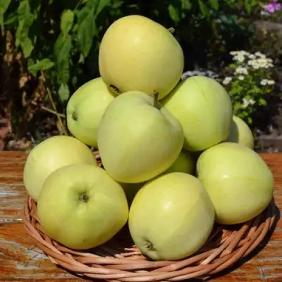 Яблоня ПАПИРОВКА в Жлобине