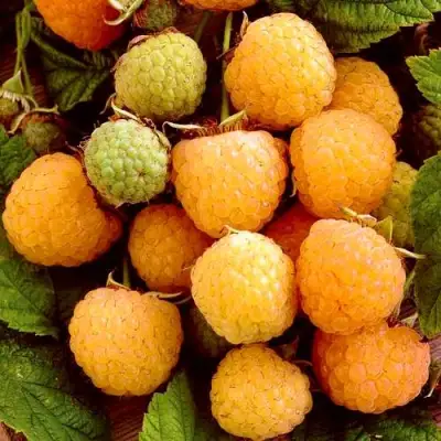 Малина ЗОЛОТЫЕ КУПОЛА в Жлобине