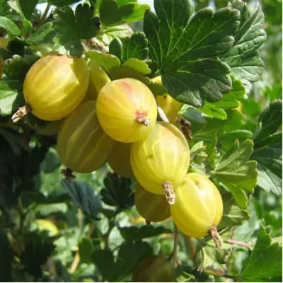 Крыжовник БЕРИЛЛ в Жлобине