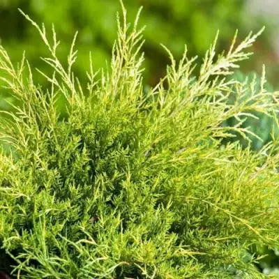 Можжевельник ОЛД ГОЛД средний в Жлобине