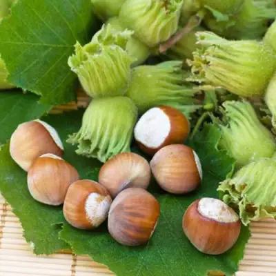 Фундук КРЕПКИЙ ОРЕШЕК в Жлобине