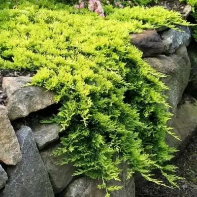 Можжевельник ГОЛДЕН КАРПЕТ горизонтальный  в Жлобине