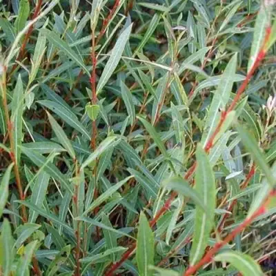 Ива НАНА пурпурная в Жлобине