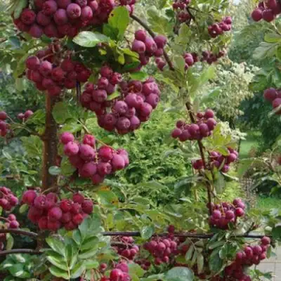 Рябина ДЕСЕРТНАЯ МИЧУРИНА сладкоплодная в Жлобине