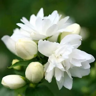 Жасмин ШНЕЕШТРУМ в Жлобине