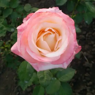 Роза БЕЛА ПЕРЛА чайно-гибридная в Жлобине